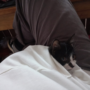 免费在线观看AV网站
